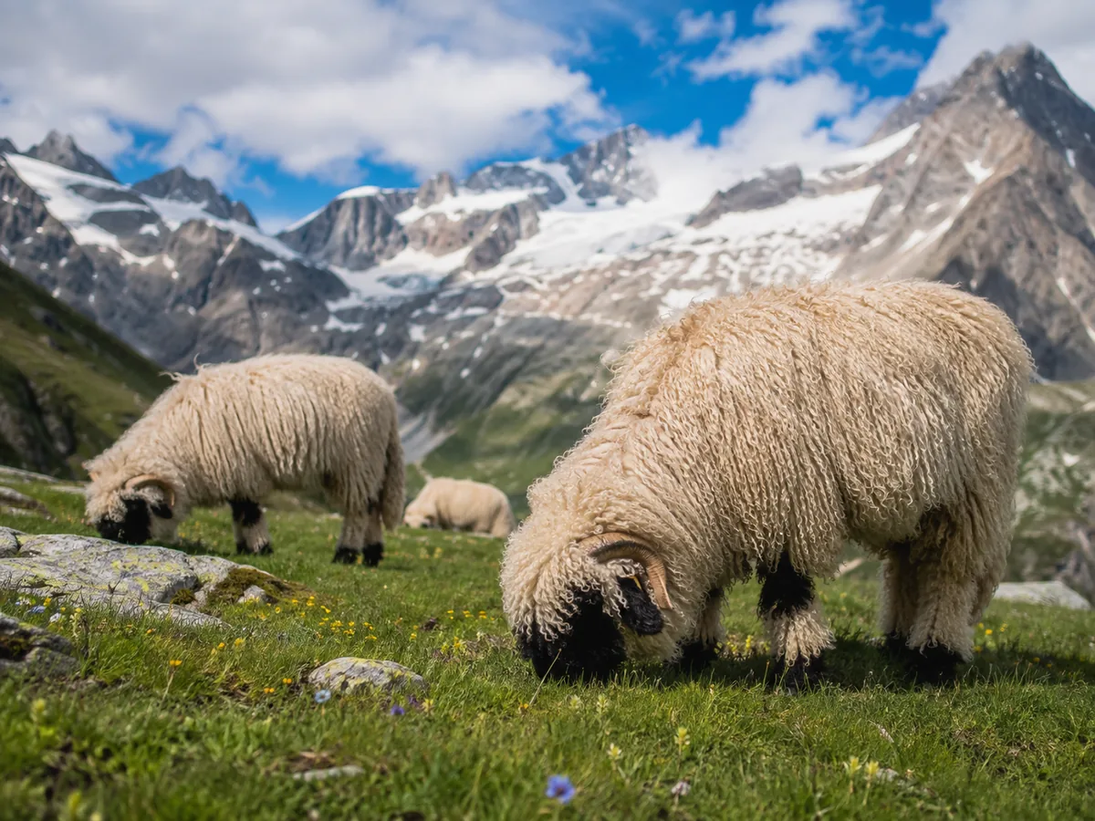 Valais Blacknose sheep grazing near the Alpine Garden